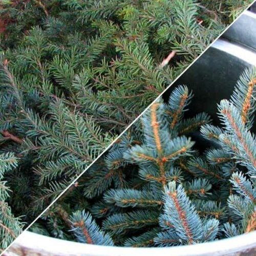 Mountain Clears Co-Distill Essential Oil