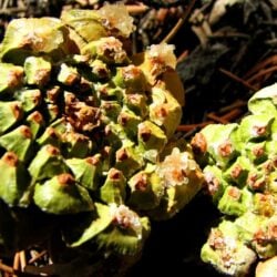 Pinion Pine Cone