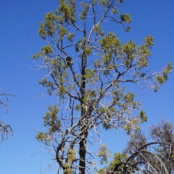 Rocky Mountain Juniper