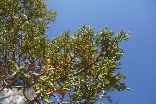 Rocky Mountain Juniper - Image 4