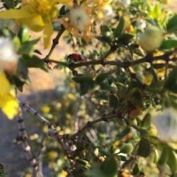 Chaparral Co-Distill