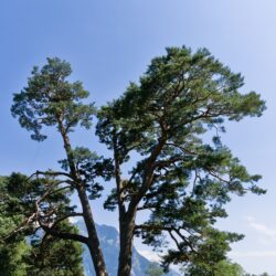 Austrian Pine